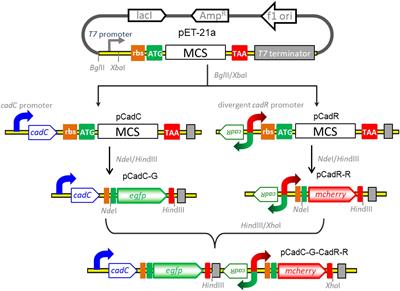 Detection of Bioavailable Cadmium by Double-Color Fluorescence Based on a Dual-Sensing Bioreporter System